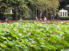 -荔湾湖公园