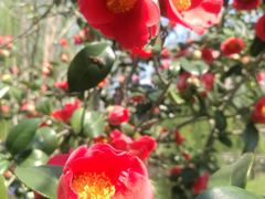 -桃花岛景观公园