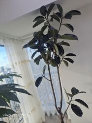 -HEYAN荷妍专业脱毛连锁机构