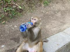 -黔灵山公园