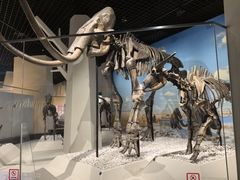 -国家自然博物馆