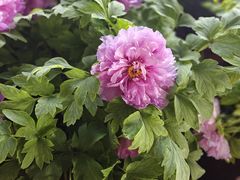 -洛阳市隋唐城遗址植物园