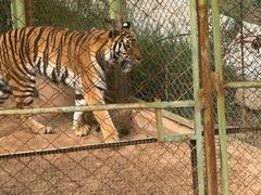 -青藏高原野生动物园