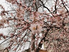 -桃花堤公园