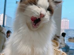 -怪兽屋·羊驼·猫咖·狗咖(俊华广场店)