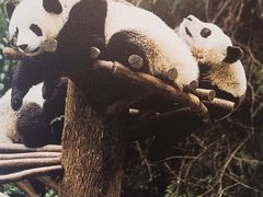-成都保利公园皇冠假日酒店(熊猫基地店)