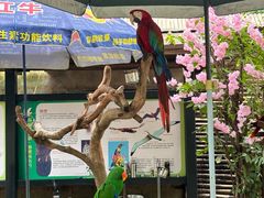 -深圳野生动物园