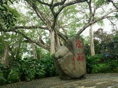 -瑞丽独树成林风景区