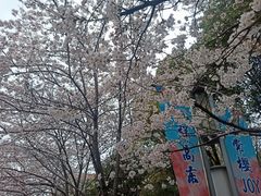 -高东镇樱花园