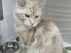 -青奢宠物·青奢猫舍