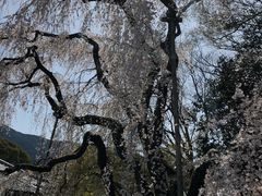 -醍醐寺