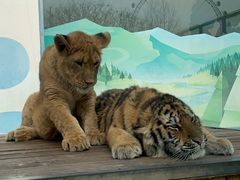 -大连森林动物园