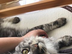 -十年猫舍·猫咪专门店(普陀店)