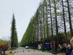 -黄海国家森林公园