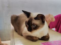 -more than meow吴止猫主题餐厅(承德 中船汇店)