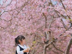 -天适樱花悠乐园