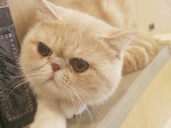 -飞行喵MR PILOT|猫舍·猫咖(静安大融城店)