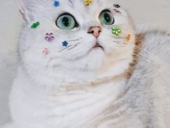 -北京观赏动物医院·24小时大型综合·猫专科·异宠专科