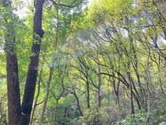 -杭州半山国家森林公园