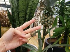 -三圣花乡旅游区