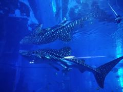 -成都浩海立方海洋公园