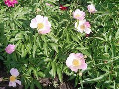-黑龙江省森林植物园