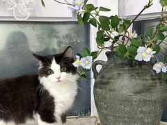 -共舞时光猫咖·狗咖(新街口店)