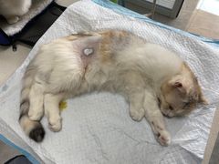 -瑞派长江宠物医院·猫科·外科·24小时夜护(谊城公寓分院)