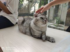 -猫咪派对(江南西店)