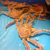 爱吃海鲜的都来了吗