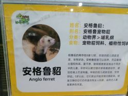点击看大图 -神奇动物撸宠馆·羊驼·小浣熊·异宠(豫园店)