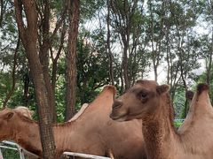 -长白岛森林公园