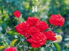 -大兴滨河森林公园