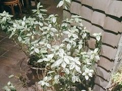 -花迹(富春江东街店)
