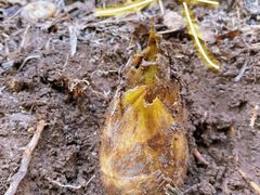 -上海佘山国家森林公园天马山园