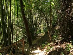 -滴水岩森林公园