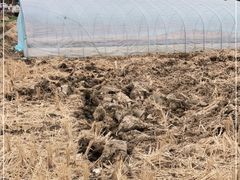-小鱼草莓采摘园农家乐·小鱼餐厅