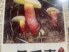 -菌之家·专业纯野生菌火锅·特色炒菌