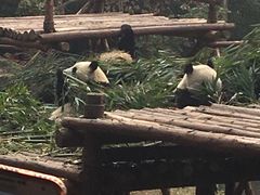 -成都大熊猫繁育研究基地