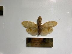 -上海昆虫博物馆