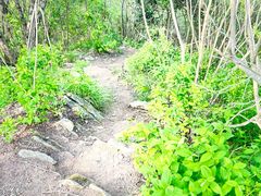 -素山寺森林公园