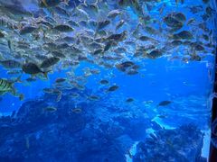 -海合安成都极地海洋公园
