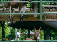 -常州淹城野生动物世界