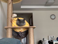 -宠爱国际动物医院· 猫科· 外科·中兽医(长白店)