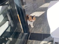 -宠爱国际动物医院· 猫科· 外科·中兽医(长白店)