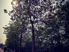 -永定河休闲森林公园