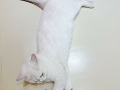 -三花喵·撸猫购宠·宠物生活馆(虹桥南丰城店)