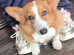 -宠爱国际动物医院·疑难骨科·心肾内科·皮肤科(太阳宫店)