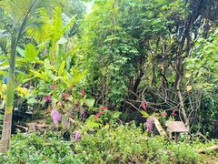 -中国科学院西双版纳热带植物园