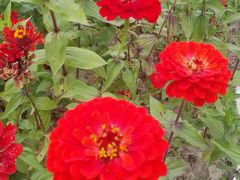 -莲花山花海